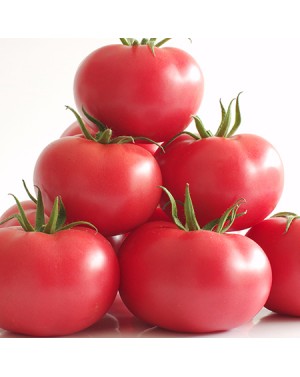 Pomidor MANISTELLA (HA...