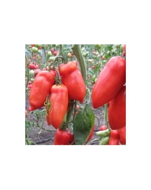 Pomidor CORNABEL 250 nasion...