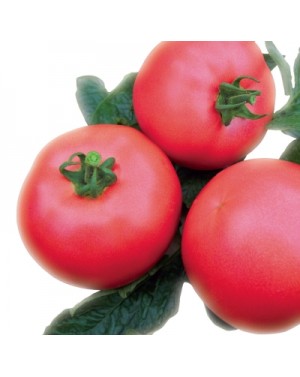 Pomidor VP1 250 nasion ZW  ST