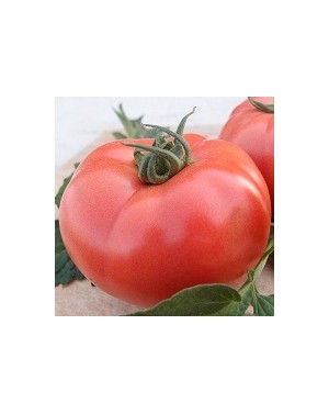 Pomidor V404 250 nasion ZW  ST
