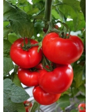Pomidor LIANNE 500 nasion...