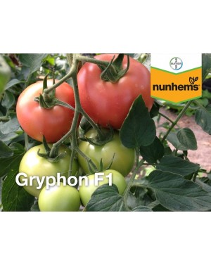Pomidor GRYPHON 500 nasion...