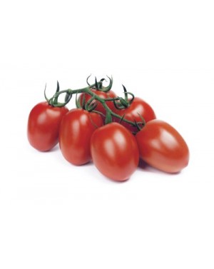 Pomidor REVA 250 nasion ZW  ST