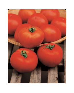 Pomidor HECTOR 5 gr. nasion...