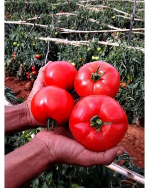 Pomidor EURASIA (HOBBY) 50...