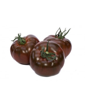 Pomidor BIG SACHER (HOBBY)...