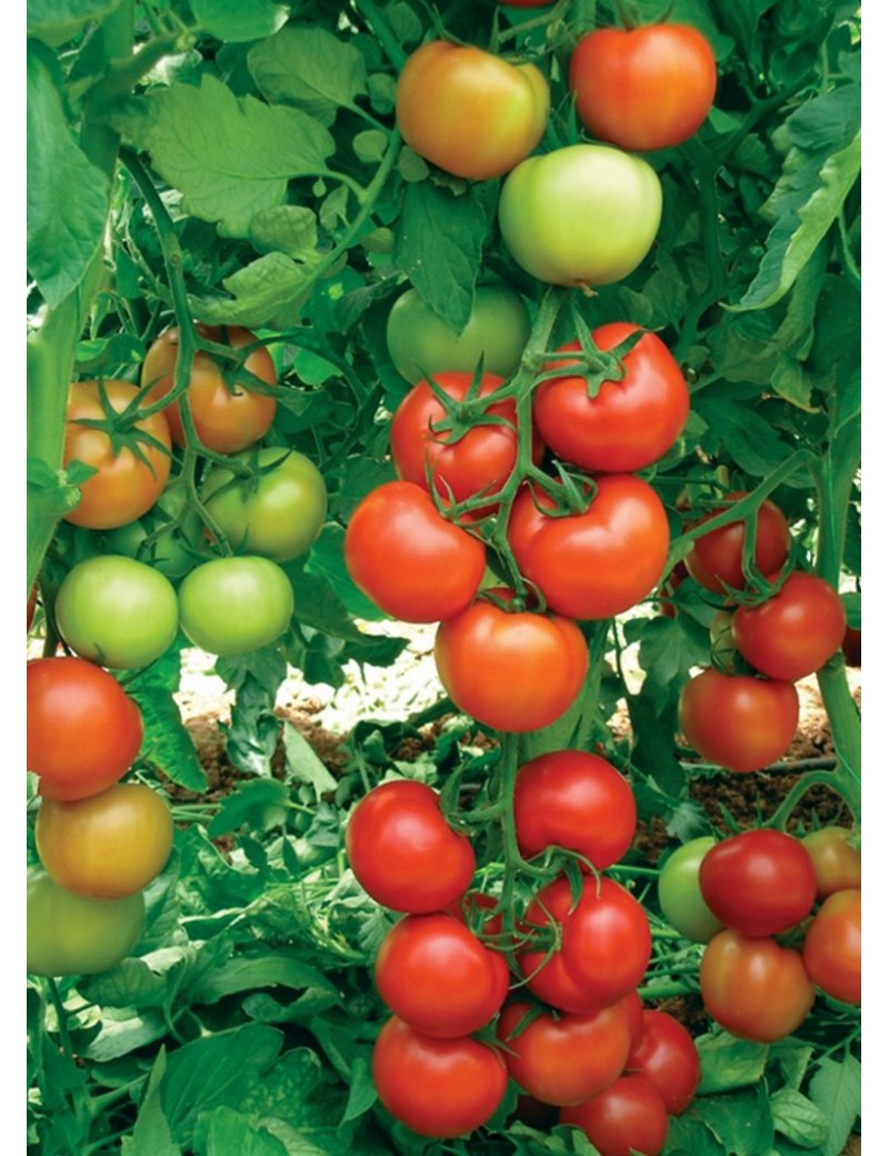 Pomidor ANTALYA (HOBBY) 50 nasion