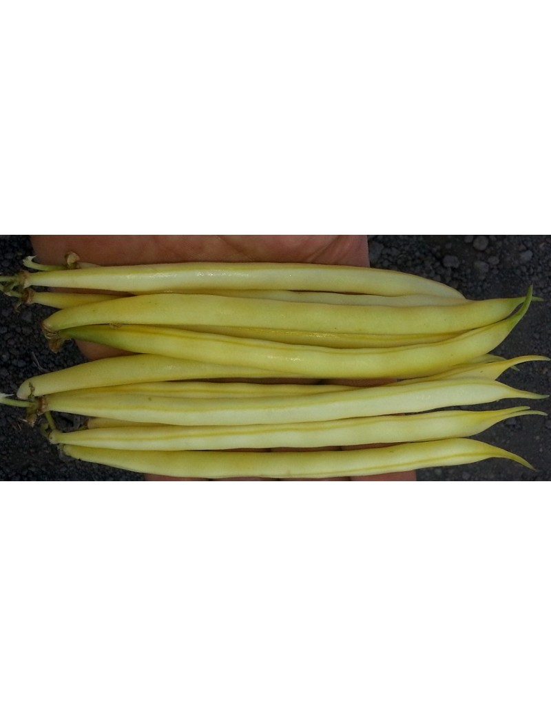 Fasola szparagowa VOLTAGE- żółta 5.000 nasion ZW