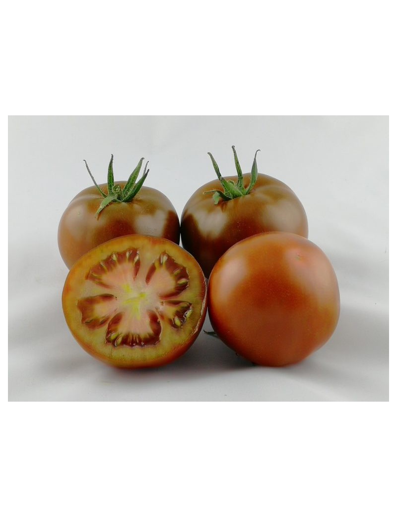 Pomidor Sacher 50 nasion