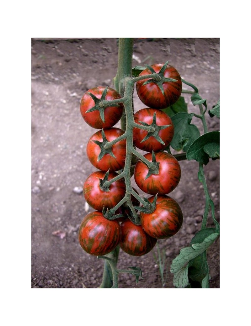 Pomidor Tiger 50 nasion