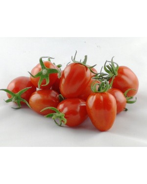 Pomidor Nicoleta 50 nasion