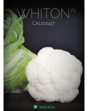 Kalafior WHITON 2.500 NASION