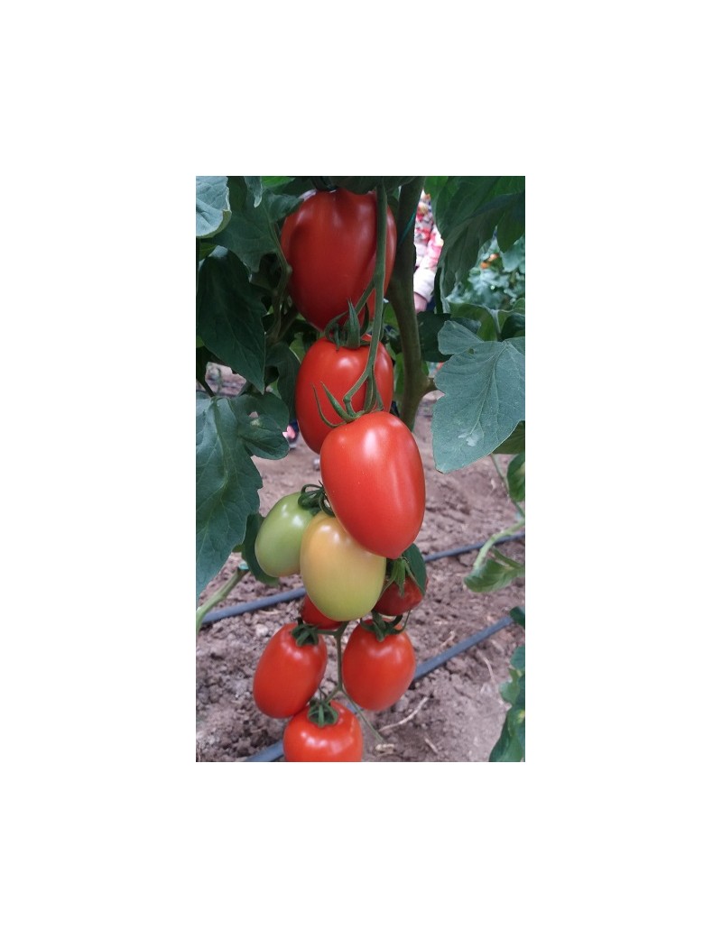 Pomidor Millonety 50 Nasion