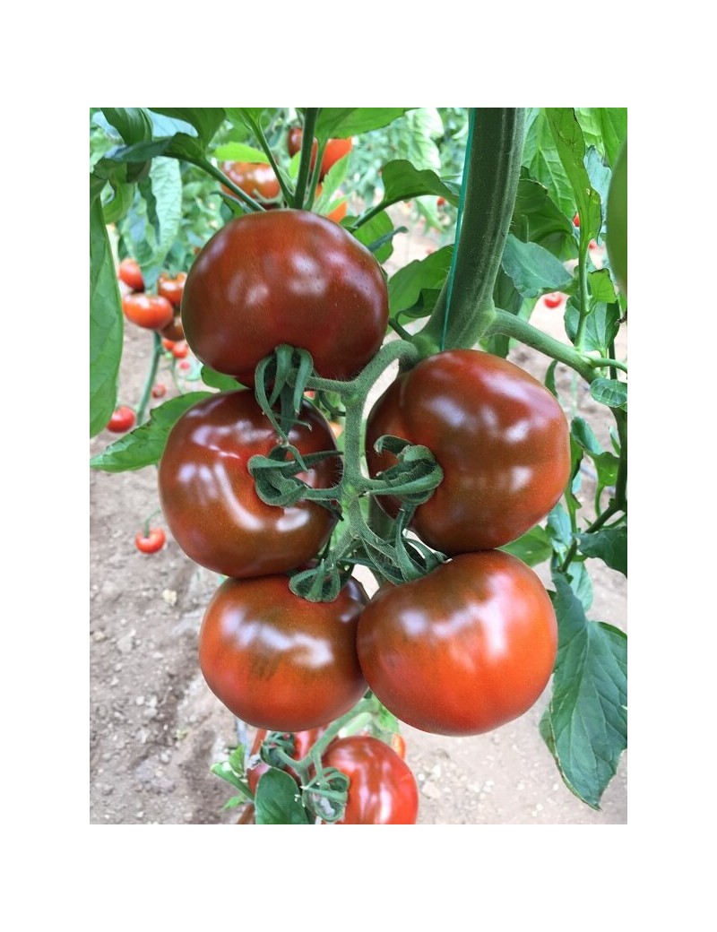 Pomidor Leyenda 250 nasion,odmiana wczesna czekoladowo-czerwona.