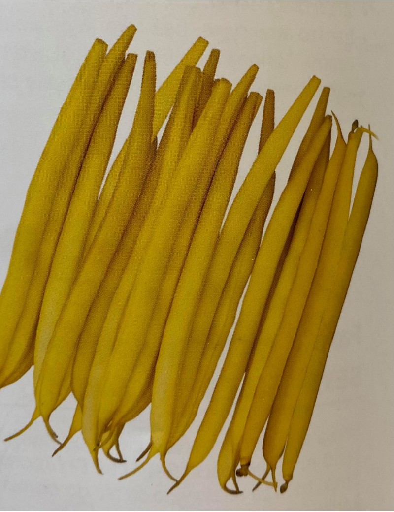 Fasola szparagowa Sprinter 100 nasion