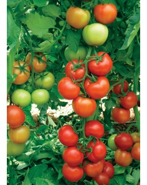 Pomidor ANTALYA 100 nasion ZW  ST