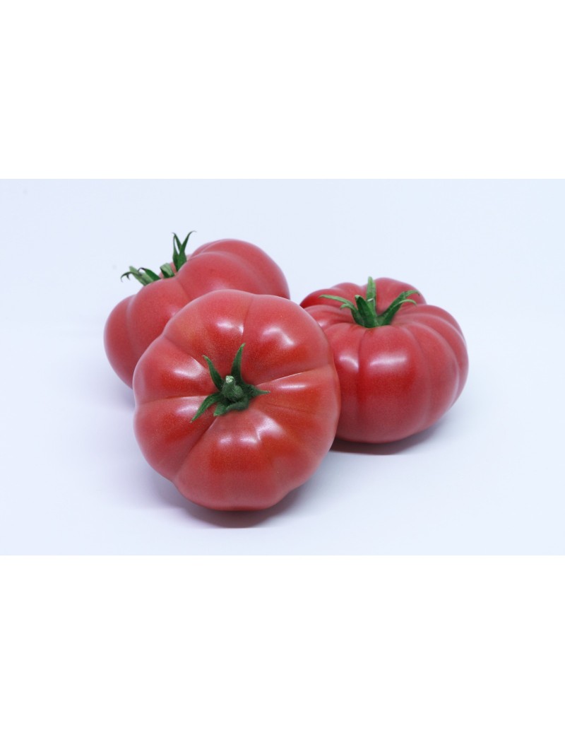 Pomidor SONAROSA 500 nasion ZW