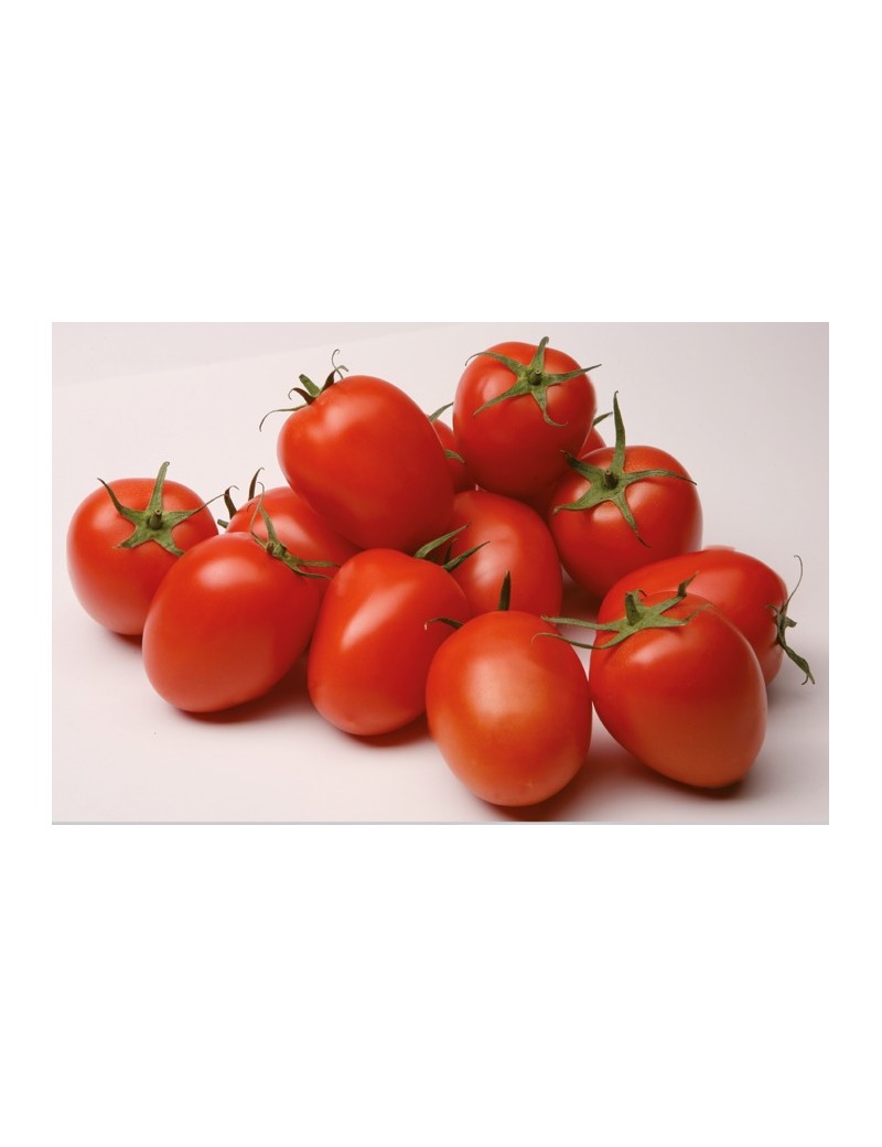 Pomidor CARDYNA 250 nasion ZW