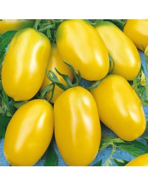Pomidor TAIKO 1 gr. nasion ZW