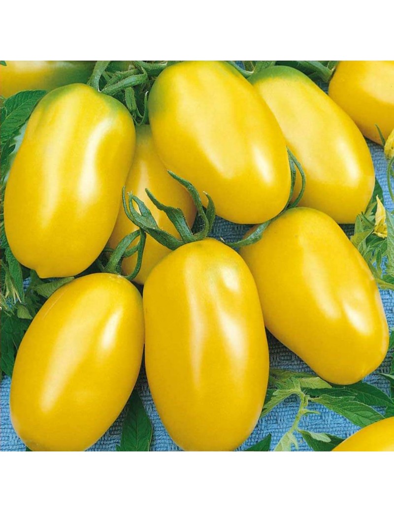 Pomidor TAIKO 1 gr. nasion ZW