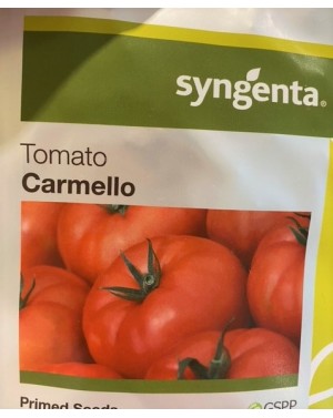 Pomidor CARMELLO 500 nasion ZW