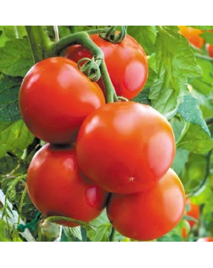 Pomidor BONIUSA 250 nasion ZW