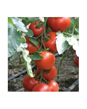 Pomidor BODERINE 500 nasion ZW