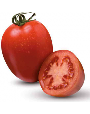 Pomidor BYELSA 250 nasion ZW