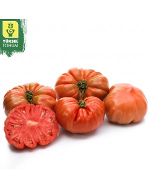 Pomidor BIG BOSS 500 nasion ZW  ST