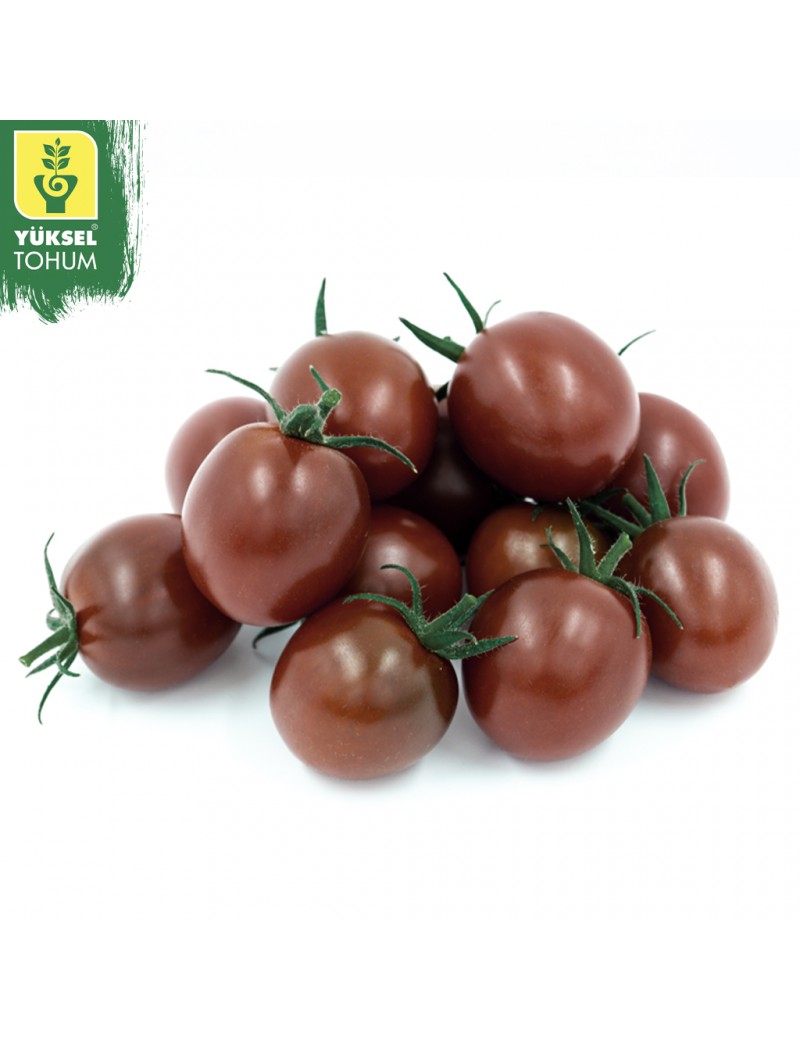 Pomidor CHOCOLINE (HOBBY) 50 nasion