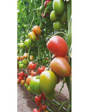 Pomidor KONGO 250 nasion