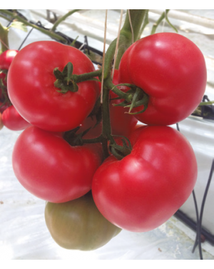 Pomidor CLAROSA (CLX37944) 250 nasion