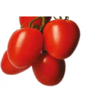 Pomidor TUCANO 250 nasion