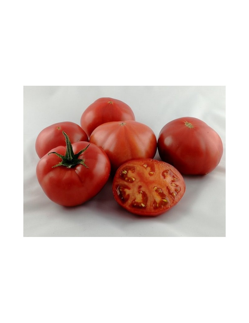 Pomidor FUCHSIA 500 nasion