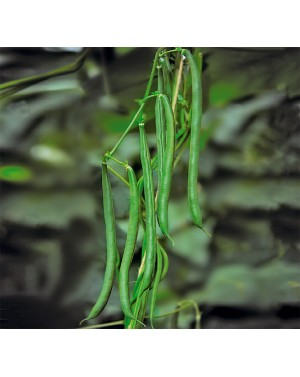 Fasola szparagowa SEYCHELLES (zielona) 1.000 nasion