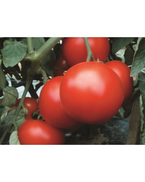 Pomidor REDIANA 5.000 Nasion