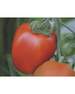 Pomidor BENITO 1.000 nasion