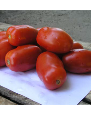 Pomidor INCAS 1.000 nasion ZW