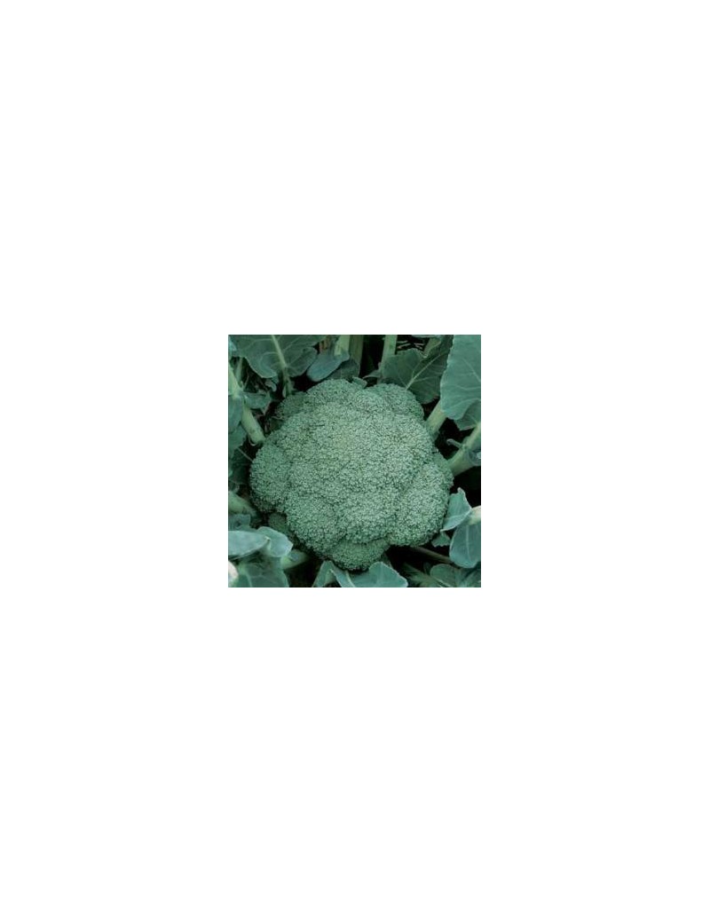 Brokuł NAXOS (SAKATA) 2.500 nasion ZW