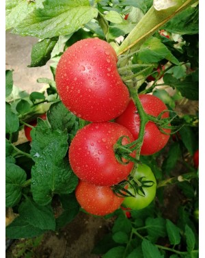 Pomidor GUSTO PINK 500 nasion