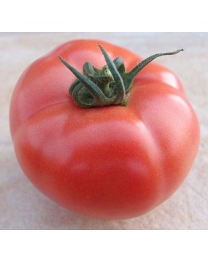 Pomidor HTP-11  250 nasion ZW