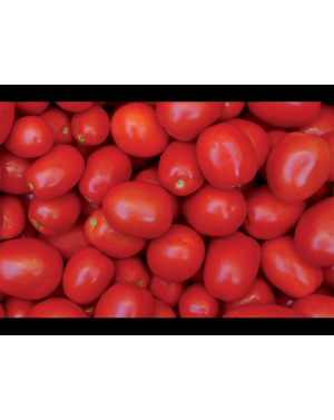 Pomidor PIETRAROSSA 5.000 nasion ZW