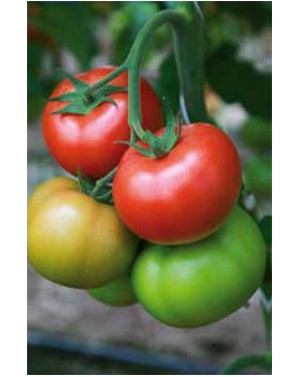 Pomidor SANDOLINE  500 nasion ZW