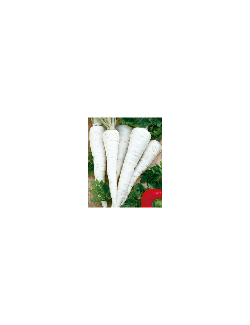 Pietruszka korzeniowa SAMBA 500 gr. nasion ZW
