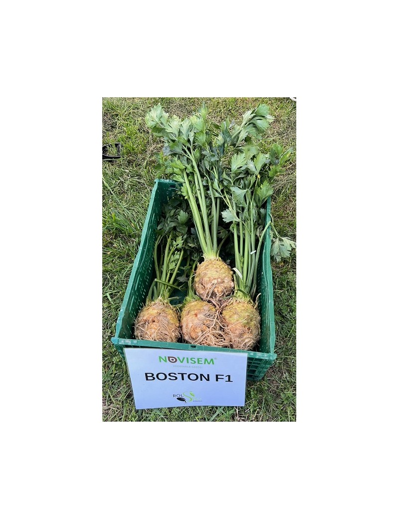 Seler korzeniowy BOSTON 10.000 nasion OTO