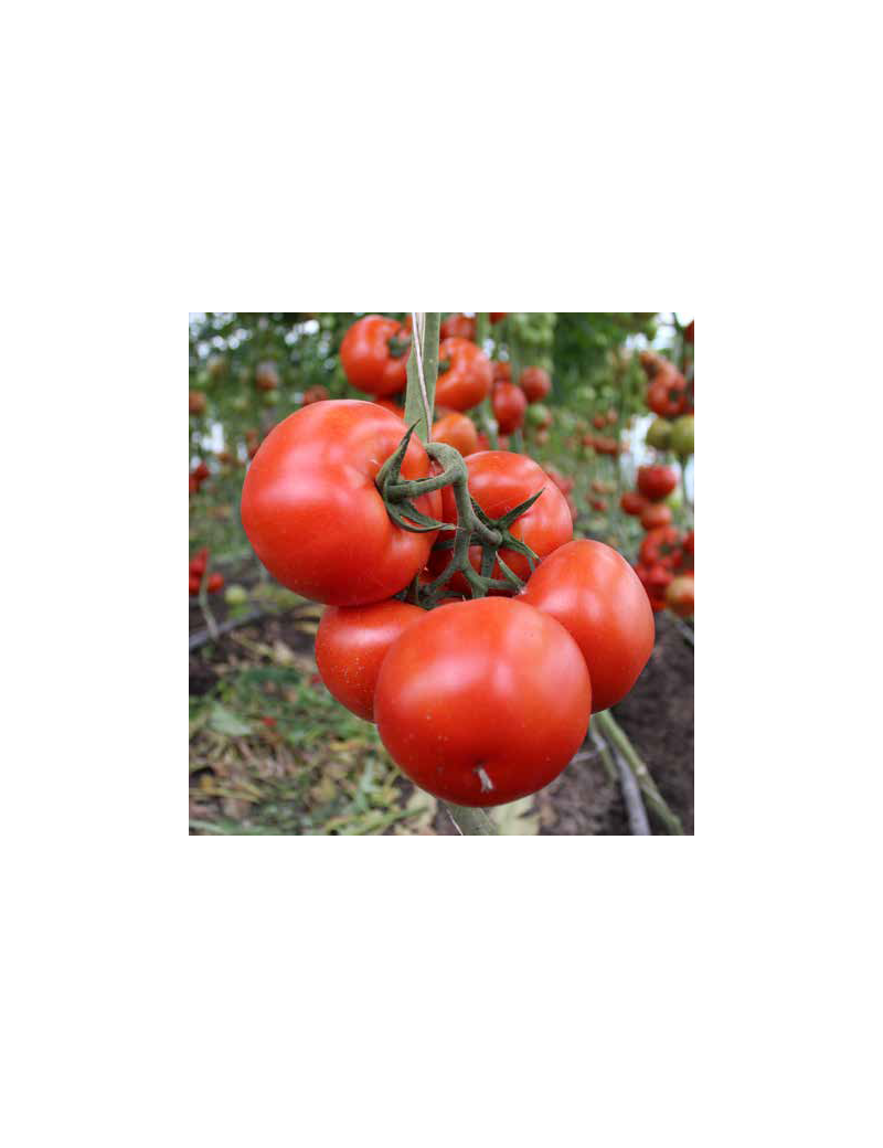 Pomidor TRIOSET 500 nasion