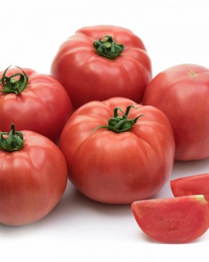 Pomidor SONGUL 100 nasion ZW