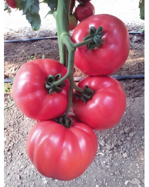 Pomidor PINK ROCK 500 nasion ZW