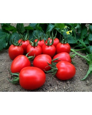 Pomidor MARCUS 250 nasion ZW
