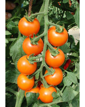 Pomidor BOTTONDORO 100 nasion